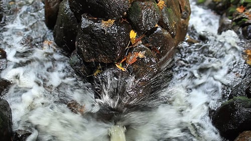 Water Flowing over Rocks in Forest Stream
