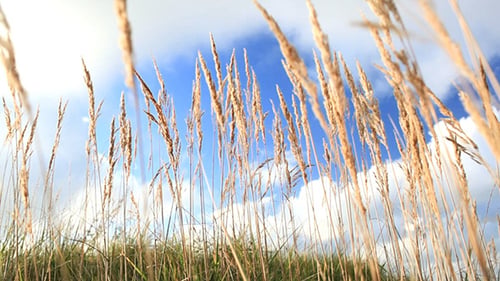 Grass And Sky