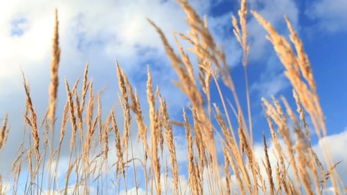 Golden Grass Swaying Gently Against Blue Sky