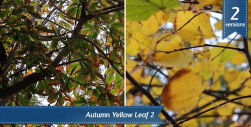 Autumn Leaves on a Tree