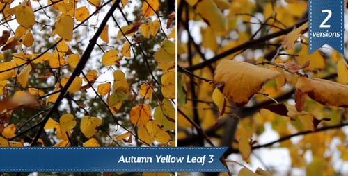 Autumn