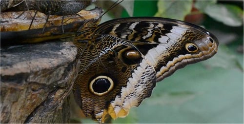 Schmetterlinge 36