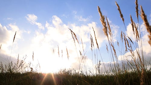 Grass And Sky
