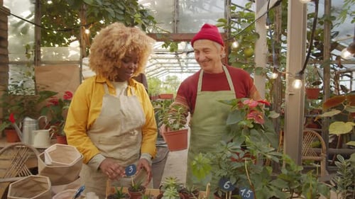 Multiethnic Colleagues Working and Talking at Plant Nursery
