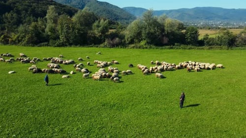 Shepherds grazing sheep on green mountain meadow