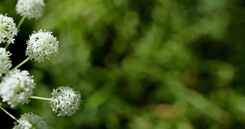 From Above Closeup of Beautiful Inflorescence of Wild White Flower Growing Among Green Plants in