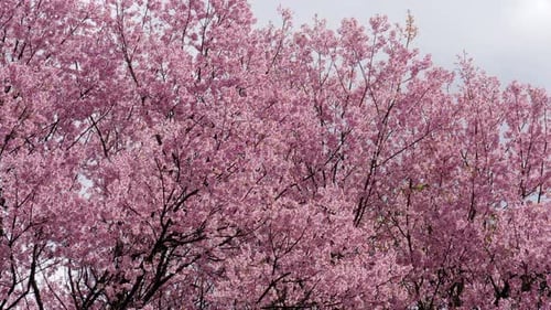 Cherry Blossom Tree