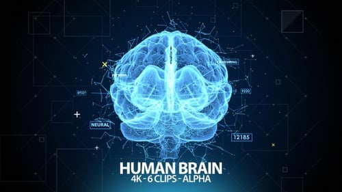 Digital Human Brain 4K