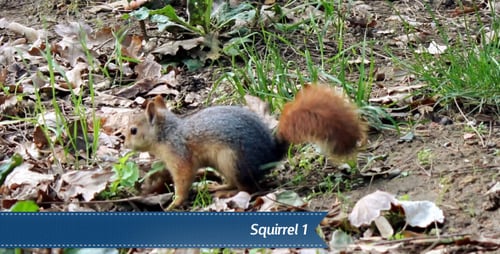 Cute Squirrel Foraging for Food in Nature