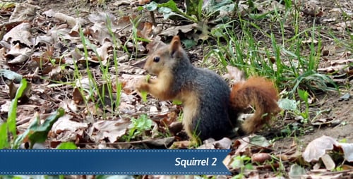 Squirrel