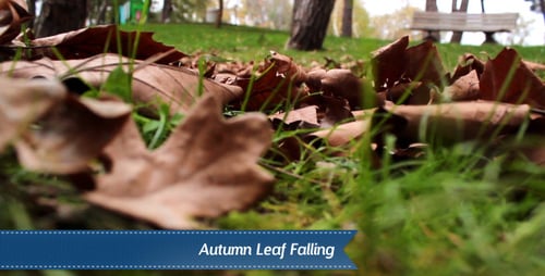 Autumn Leaves Scattered on Green Grass in Park