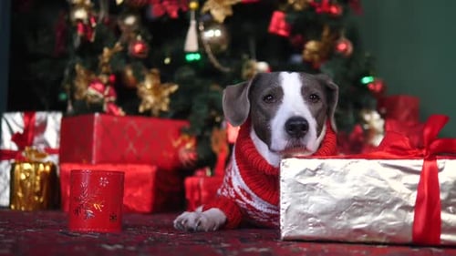 Dog in Red Sweater with Christmas Gifts