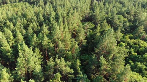 Pine Forest, Aerial View with Drone. Top View in Pine Wood Park on Forest Trees.
