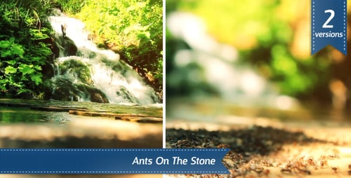 Ants