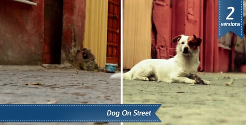 Stray Dog