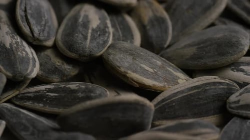 Close Up of Shelled Sunflower Seeds