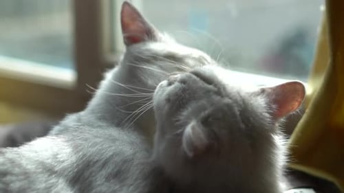 Two Cats Grooming Each Other Affectionately Indoors