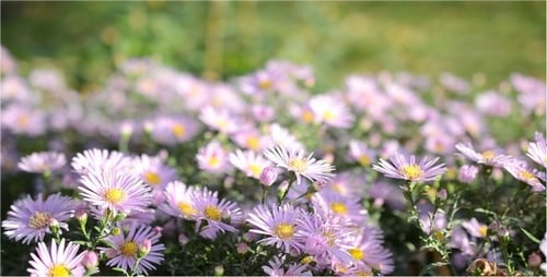 Natureza