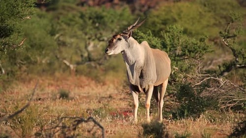 Alert Eland Antilope in natürlichem Lebensraum