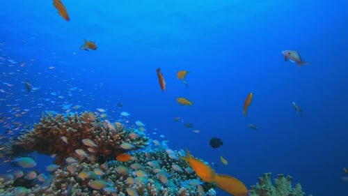 Underwater Sea Fish Tropical Reef