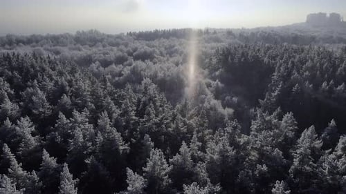 Winter Nature Concept