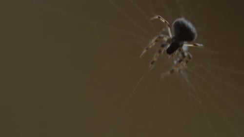 Araña teje una telaraña