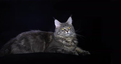 Blue Blotched Tabby Maine Coon Domestic Cat, Female laying against Black Background