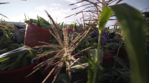 Tractor with wagon piled high with freshly picked corn moving slowly through the field as camera fol