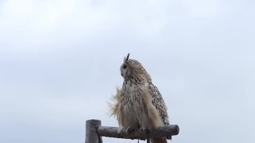 Eagle owl sits on a branch and then flies towards the camera in slow motion 60fps