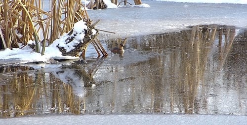 Ducks on a Cold, Partly Frozen Winter Pond