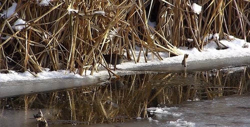 Small Bird Walking Near Frozen Pond in Winter