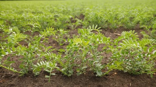 Sprouted Green Chickpea Seedlings on an Agricultural Field