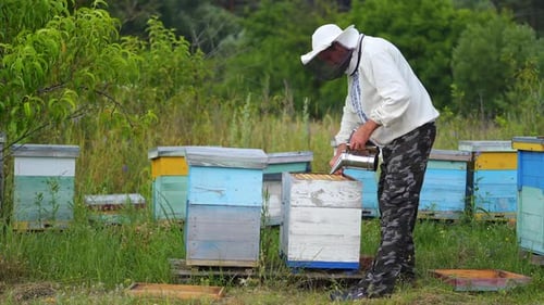 Beekeeper Harvesting Honey From Beehive in Rural Field