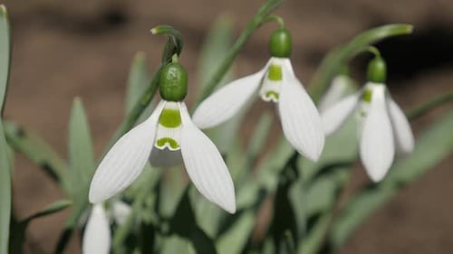 Spring flower common snowdrop outdoor close-up 4K 2160p 30fps UltraHD footage - Gentle Galanthus