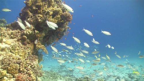 Colorful Fish On Vibrant Coral Reef 3