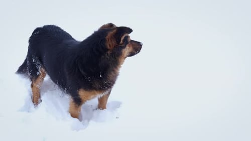 Dog Stands in Snowy White Winter Landscape