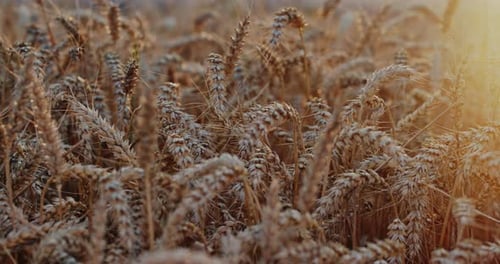 Field of Light Brown Dry Ears of Wheat Growing in Countryside in Sunny Summer Day.