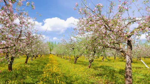 Verger de pommiers en fleurs