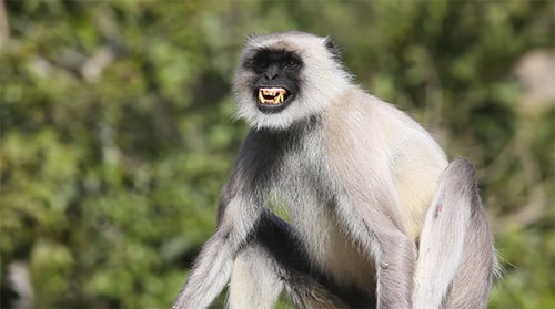 Gray Langur