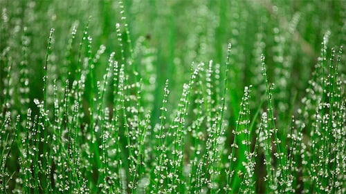 Equisetum