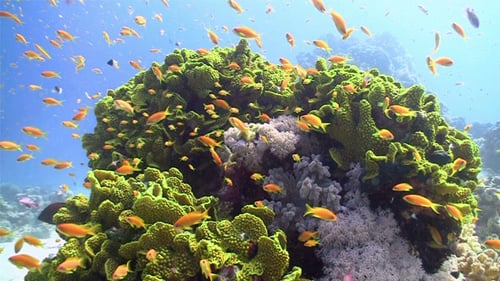 Colorful Fish On Vibrant Coral Reef, Static Scene 6