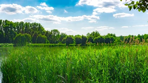 Green Urban Park