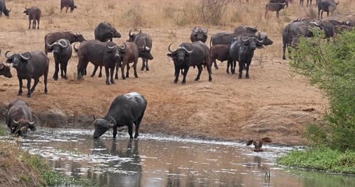 Búfalo africano, syncerus caffer, rebaño bebiendo en Water Hole, Parque Tsavo en Kenia, Real Time 4K