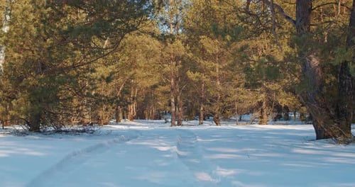 Pine Forest and Sun in the Winter Forest