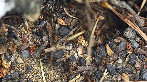 Ant Nest Macro