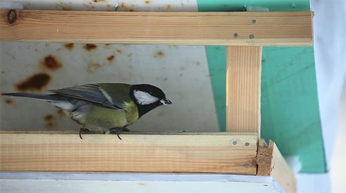 Bird Feeder