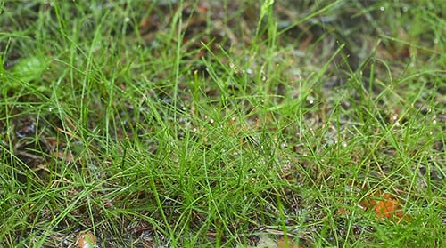 Rain Falling on Fresh Green Grass