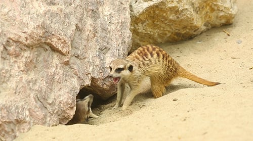 Erdmännchen