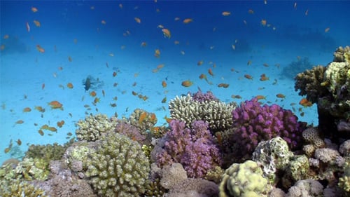 Colorful Fish On Vibrant Coral Reef 11