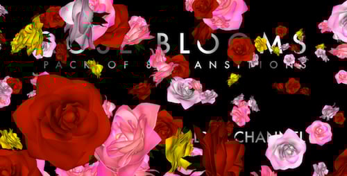 Animated Rose Blooms Transitions Pack